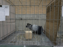 XIV Concurso Exposición de Palomas de Raza en Mula 2024